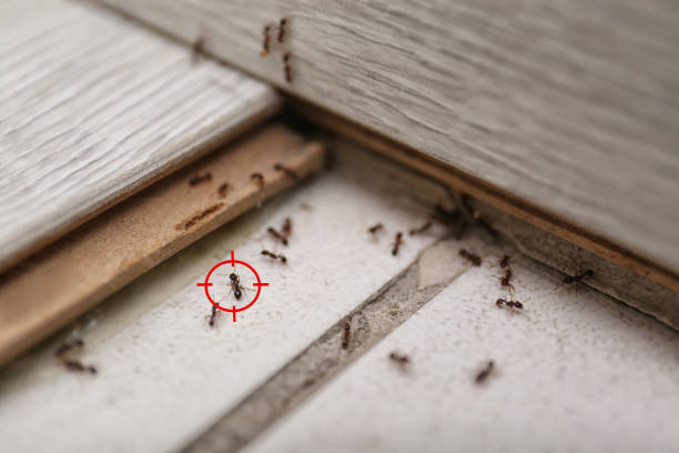 Best Termite Control Services  in Rexburg, ID