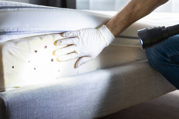 Best Termite Control Services  in Rexburg, ID