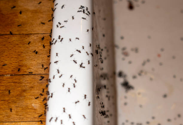 Best Flea Control Services  in Rexburg, ID