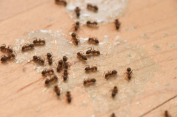 Insect Control in Rexburg, ID
