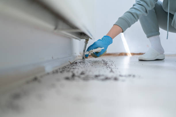 Best Wasp Removal Services  in Rexburg, ID